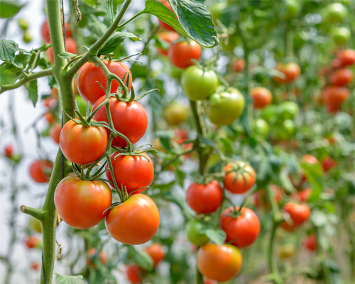 Tomaten aan tros